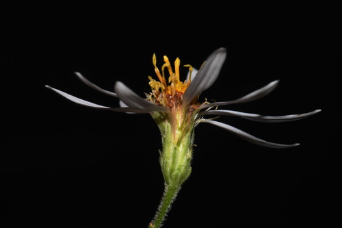 Jones' aster (Eurybia jonesiae)
