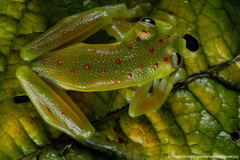 Nymphargus grandisonae