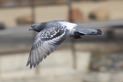 Columba livia domestica