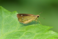 Scobura isota