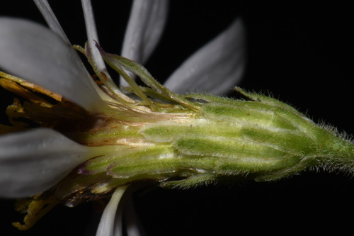 Image of Eurybia jonesiae by (c) Brian Finzel, some rights reserved (CC BY-SA)