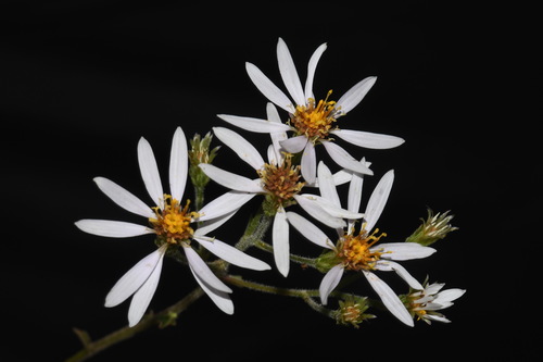 Image of Eurybia jonesiae by (c) Brian Finzel, some rights reserved (CC BY-SA)