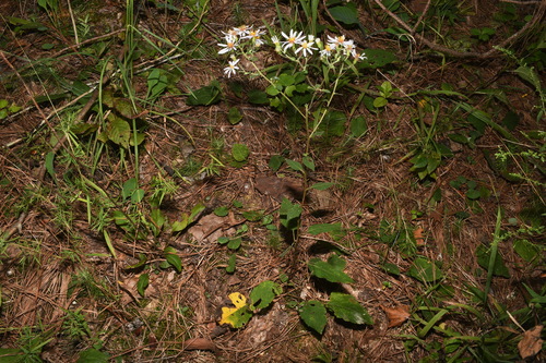 Image of Eurybia jonesiae by (c) Brian Finzel, some rights reserved (CC BY-SA)