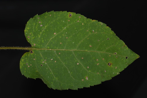 Image of Eurybia jonesiae by (c) Brian Finzel, some rights reserved (CC BY-SA)