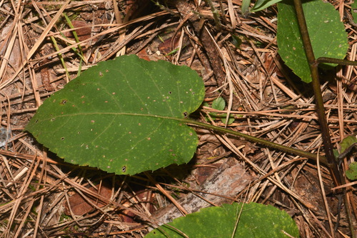 Image of Eurybia jonesiae by (c) Brian Finzel, some rights reserved (CC BY-SA)