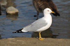 Larus delawarensis
