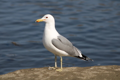 Larus californicus