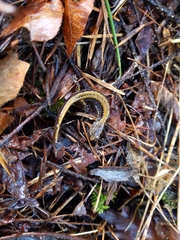 Plethodon larselli