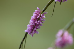 Dendrobium secundum