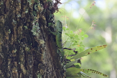 Stenocercus humeralis