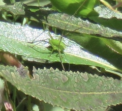 Platylyra californica