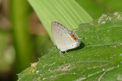 Everes lacturnus