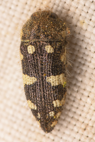 Acmaeodera vernalis Barr, 1972