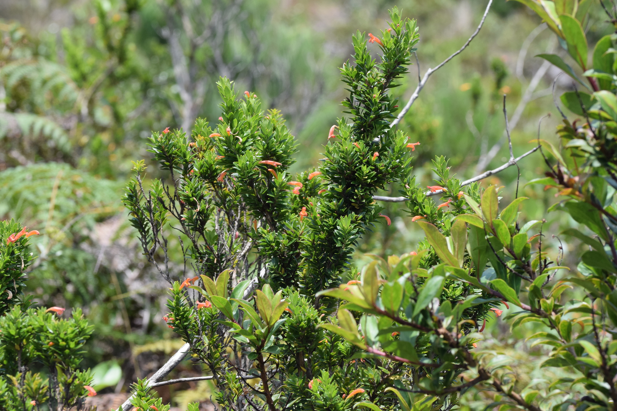 Clinopodium taxifolium image