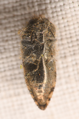 Acmaeodera vernalis