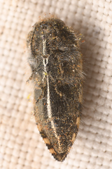 Acmaeodera vernalis