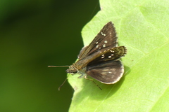 Sovia albipectus