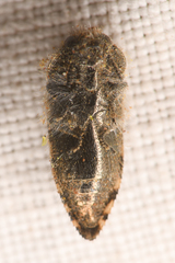 Acmaeodera vernalis