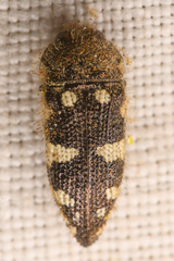 Acmaeodera vernalis