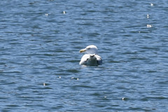 Larus hyperboreus