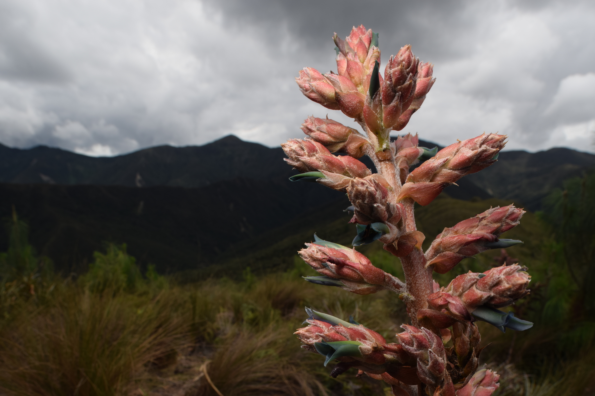 Puya parviflora image