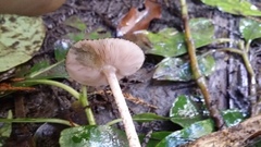 Pluteus perroseus