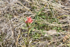 Castilleja indivisa