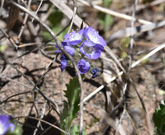 Phacelia patuliflora