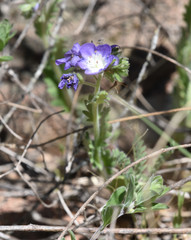 Phacelia patuliflora