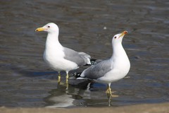 Larus californicus