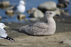 Larus