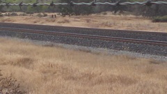 Myiarchus cinerascens