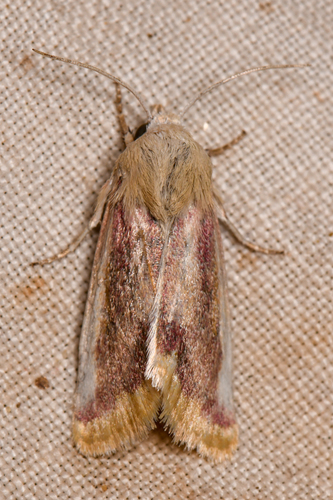 Spanish Needles Flower Moth photo 5