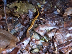 Plethodon larselli