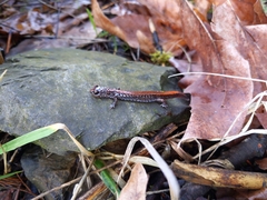 Plethodon larselli
