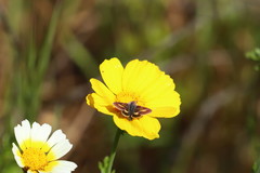 Schinia pulchripennis