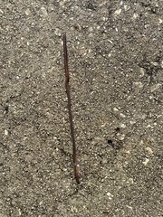 Amynthas corticis
