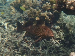 Epinephelus maculatus