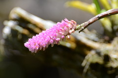 Dendrobium secundum