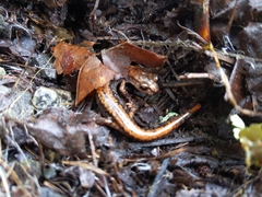 Plethodon larselli