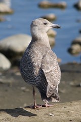 Larus