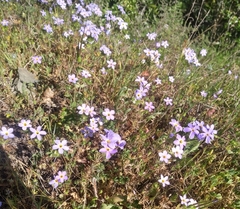 Leptosiphon androsaceus