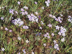 Leptosiphon androsaceus