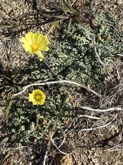 Anisocoma acaulis
