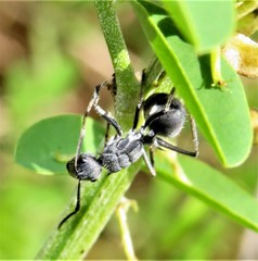 Polyrhachis militaris