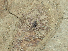 Dracotettix monstrosus