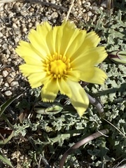 Anisocoma acaulis