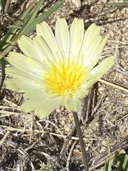 Anisocoma acaulis