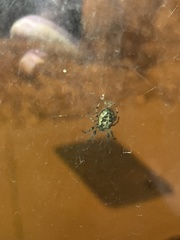 Araneae