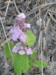 Stachys drummondii